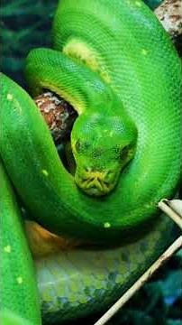 Ces serpents tropical cachent quelque chose d'incroyable 🐍✨ #SerpentColoré #ZenNature #Nature
