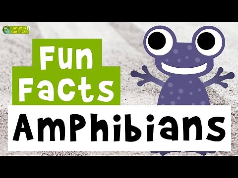 Amphibians 🐸 - Cartoon Fun Facts - Animals for Kids - Educational Video