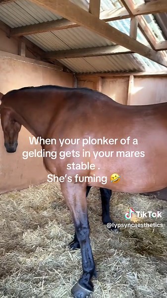 Gelding's Mischief: A Mare's Hilarious Reaction