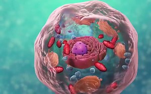【Nucleus Biology】最好的细胞结构3D动画（中文字幕）