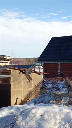 возвращение беглецов😁😁😁 #animals #duck