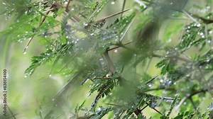 Rain falling on Acacia arabica (Lam.) Willd. Mimosa arabica Lam tree. Rain Drops, showing on lush green and tree during monsoon in gir forest India. india's rural areas in monsoon time
