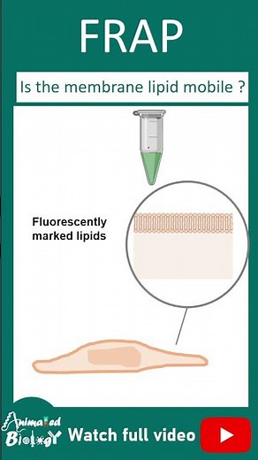 Fluorescence Recovery After Photobleaching (FRAP) | CSIR NET | Biotechniques in 1 minute