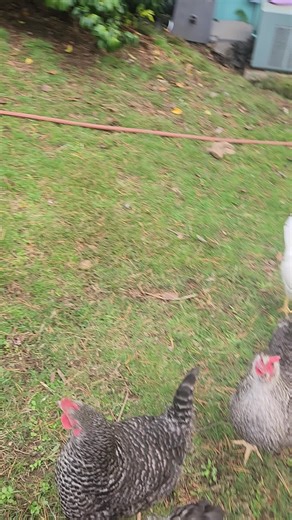 Chickens Running Playfully in the Yard