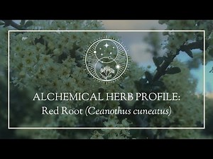 Alchemical Herb Profile: Red Root (Ceanothus cuneatus)