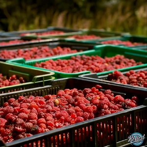 ❣Raspberry White Chocolate懶 Organic Fruits Picked Fresh For Your #RolledIceCreamLV  7920 W Tropical Pkwy  www.Rolledicecream.com . . . . . #northlasvegas #lasvegasfoodie #vegasblogger #lasvegaslocals #lasvegasblogger #downtownhenderson #northlasvegas #springvalley #mountainsedge #summerlinlv #summerlinlife #bocapark #702 #foodblogger #foodlover | Rolled Ice Cream | Facebook