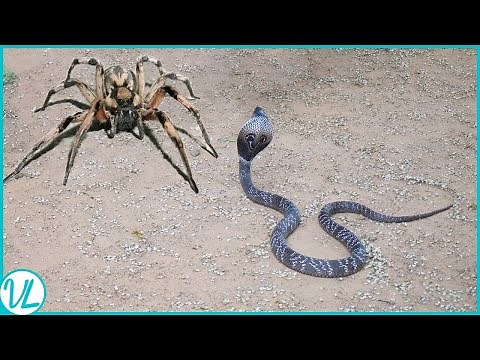 This Is How Spiders Hunt Snakes for Dinner | Spider Vs Snake