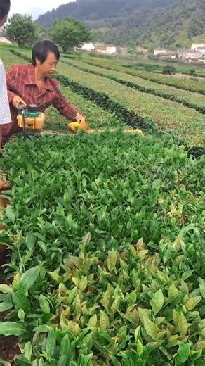 175K views · 3.7K reactions | Alat praktis dan canggih untuk memanen pucuk teh dalam skala besar #fyp #viral #trending | Mardianto Berkebun | Facebook