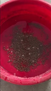 Catfish sinking feed pellets making machine