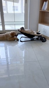 274K views · 3.1K reactions | Now that’s the life ☺️ wait till you hear the snoring  #funny #funnyvideos #animals #dog #cat #fyp #pet #foryou #viral #haha #reels #reelsvideo #reelsinstagram #reelsviral #reelsfbpage | Pets | Facebook