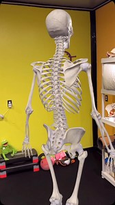 15K views · 966 reactions | Where are those popping sounds coming from when a chiropractor pops your back? #anatomy #science #medical #chiro | SCI Body Therapy | Facebook