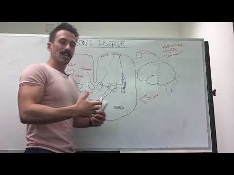 Parkinson's disease | Dopamine and the basal ganglia