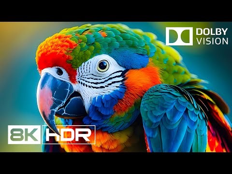 Quiet Nature 8K HDR – Land Wildlife & Meditation Piano | Dolby Vision 60FPS for 4K/8K TVs