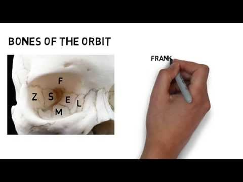 Learning the Bones of the Orbit