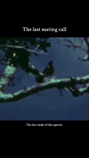 The Kaua’i ‘ō’ō (Moho braccatus) is one of the most tragic examples of a bird’s “last mating call.” It was a small songbird native to the Hawaiian island of Kaua’i, and it became extinct in the late 20th century. The Kaua’i ‘ō’ō was known for its distinctive, melodious mating calls, which were once heard echoing through the forests of Kaua’i. These calls were part of the bird’s complex courtship rituals. However, as the bird’s population dwindled due to habitat destruction, predation by introduc