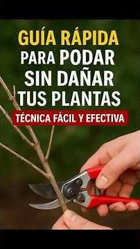 pruning plants, how to prune correctly