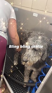 2.3K views · 57 reactions | But he doesn’t look happy . What did I do wrong PetSmart WAGs Grooming & Pet Supplies | On The Road Real Estate | Facebook