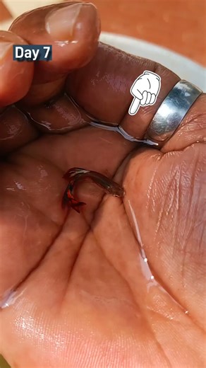 Exotic cobra guppy fish growth stages #fishshorts #guppyfish #shortsfeed