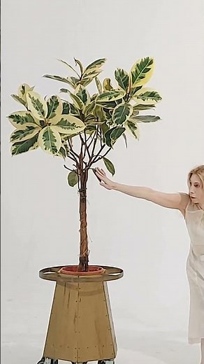 BIONIC BUTOH DANCE - KATERINA DRAKOPOULOU & FICUS TINEKE #bionic #butoh #dance #bionicfestival