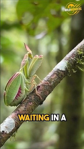 The Insect That Looks Like a Flower! | Living Flower The Orchid Mantis Secret! | WILD WONDERS