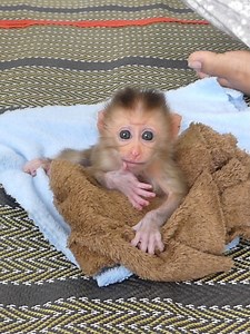 Super Cute Baby Monkey Bom's Family | Mr Bon