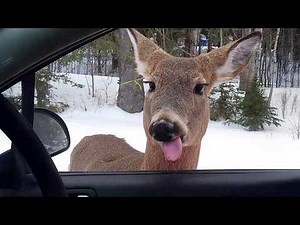 No Podrás Parar de Reír 🤣 Los Animales Más Divertidos de 2026
