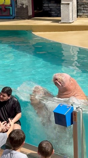 Here’s the massive walrus making a splashy appearance! #slowpoke #bosslady #splash #gentleandsweet | Travisandcousins