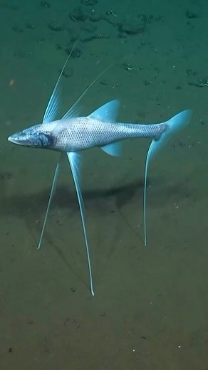 16K views · 486 reactions | Ever seen a fish that walks on stilts?...