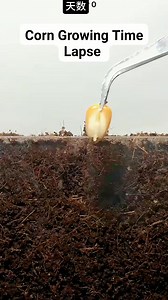 Corn Growing Time Lapse Shorts #gardenharvesting #harvestHarvesting #gardenlifegarden #garden #gardenlifegarden #gardening #gardeningtipsandtricks | Garden Tips