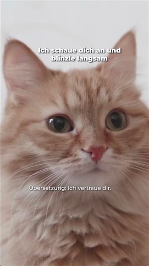 7 Zeichen, dass deine Katze dir vertraut 🐱 #katzenwissen #katzenverhalten #katzensprache