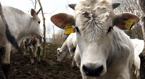 Mucca pazza, morta donna a Ravenna: il morbo scambiato per polmonite, indagati medici e infermieri