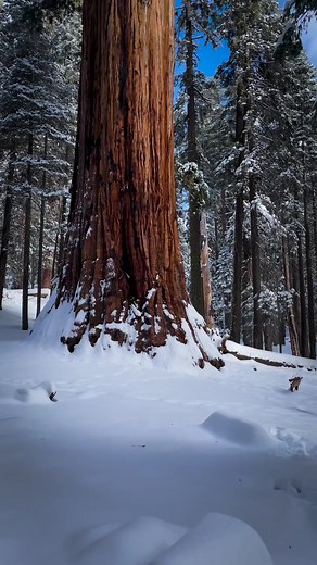 The giant sequoia is the tallest tree in the world, with a height of more than 100 meters and a volume of wood of hundreds of cubic meters, USA. | Nature Around The World