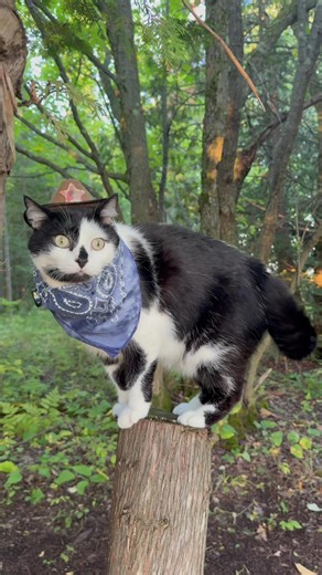 Chill Inspection on the Edge of the Field with Jack Spicer's Cats