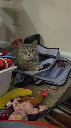 Dopey Cat's Adorable Antics