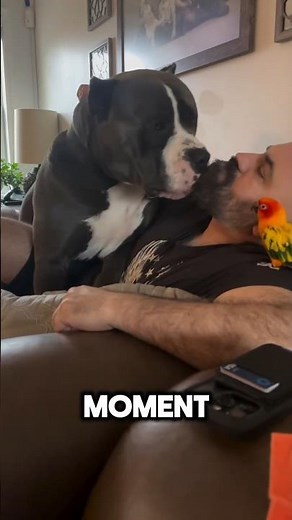 This American Bully is a Jealous Boy 😂