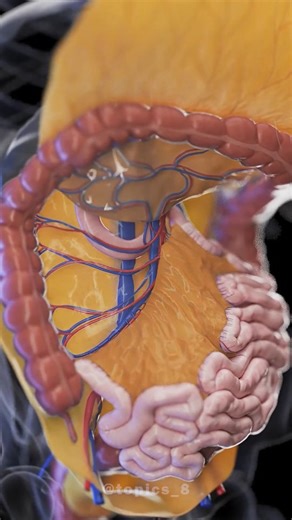 TOPICS by Naveen kumawat on Instagram: "How are nutrients in food actually absorbed by our food? 🥑 | #reels #animation"