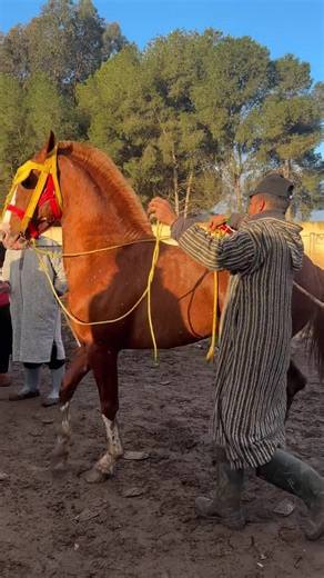 Discover the Joy of Equestrian Life