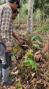 masuk ke lokasi penampakan u1ar python yang bisa mak4n sapi | Amar pd