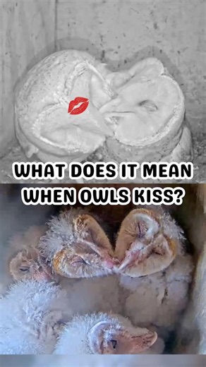 What do barn owl kisses really mean? 💋🦉 #owlcore #barnowlcore #barnowls