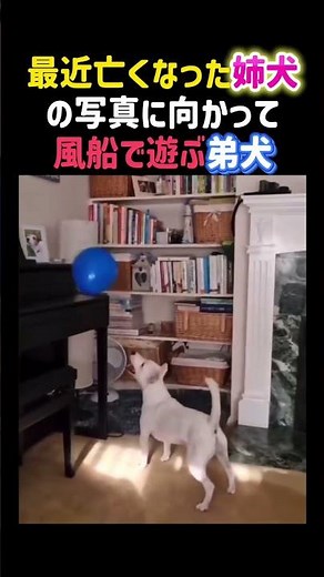 A puppy playing with balloons in front of a photo of his late sister 😭✨