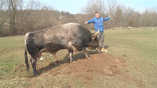 593K views · 5.4K reactions | Složna braća kuću grade. Baš takvi su junaci naše priče. Stojan i Dragiša Gajić od dva brata su djeca, ali kao najrođeniji na Manjači žive svoj san. | NOVA BH | Facebook