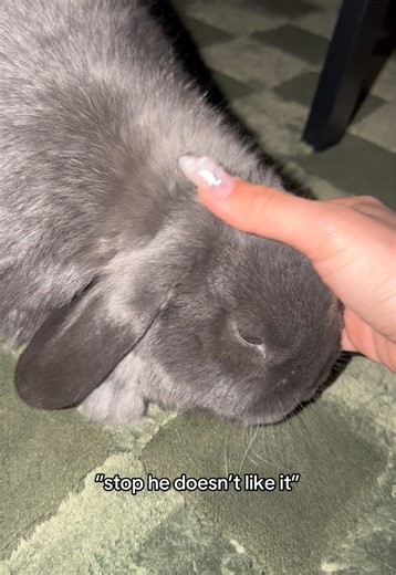 Understanding Bunny Behavior: Every Pet is Unique