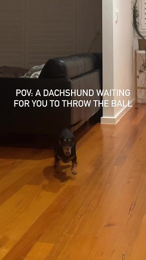 Tap dancing my way through the day 😁😁😁 . . Credit: 🎬 peggy.thesausage IG 🙏 #dachshund #doxie #sausage #dog #puppy #wiener | Dachshund Fan Club
