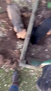 224K views · 5K reactions | When the other young terriers are occupied Poppy locates a rat running round under the soil of the raised flower bed. A couple of spades later the rat decides to make a bolt jumping at one of our members poppy soon deals with this problem with minimal fuss! Please feel free to share. 磊 | Yorkshire Rat Pack | Facebook