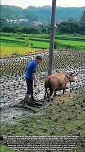 Harnessing Oxen Power for Effective Soil Cultivation and Eco Friendly Farming Practices