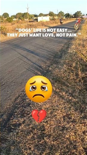 “Street Dog Life… Not Easy at All 😢🐾”