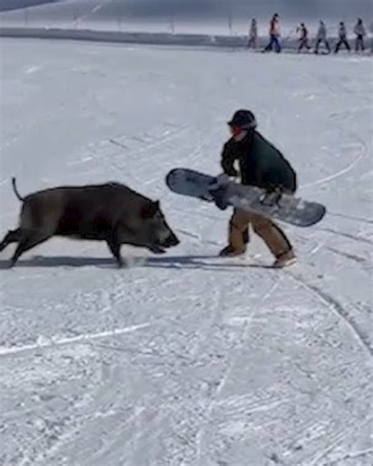 2.6K views · 27 reactions | 28 Mysterious Cats Attacking Other Animals Skillfully And Simply Caught On Camera vs | Eating Sounds | Facebook