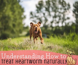 Understanding How to Treat Heartworm in Dogs Naturally