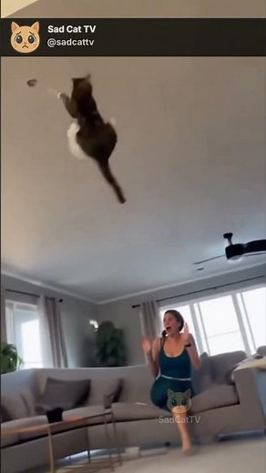 Cat Pops Balloon... Then DESTROYS The Room! 😂🐱