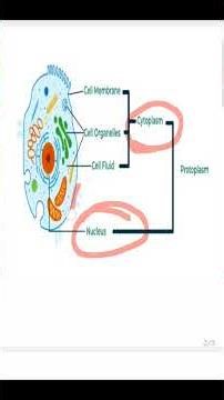 What is Protoplasm? | Living Substance of Cell | Cure Curiosity #biology